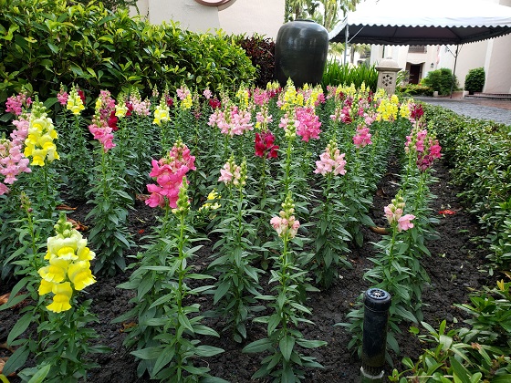 花蓮庭園維護
