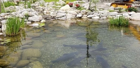 花蓮生態池,鋸樹